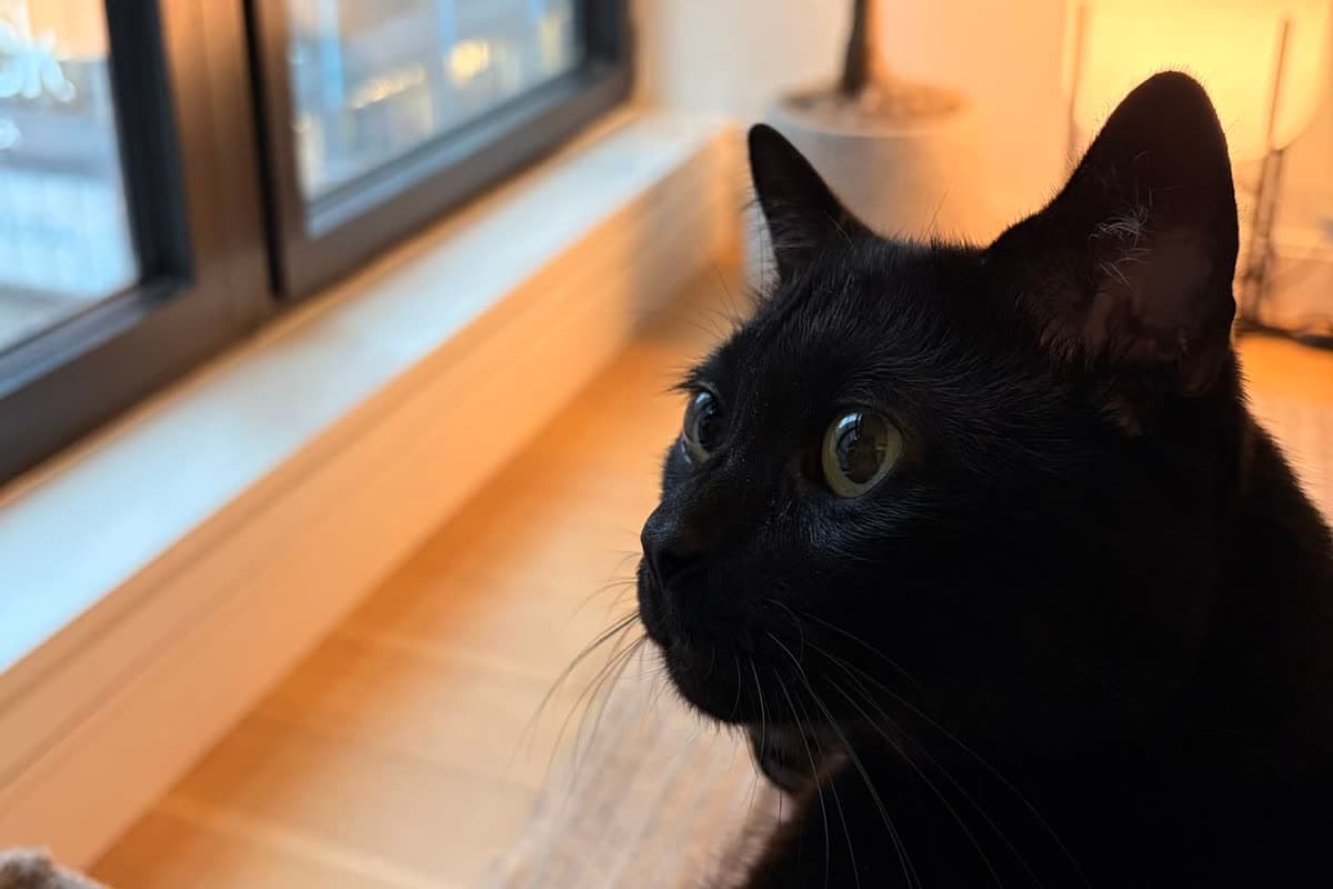 A black cat peering over a windowsill in warm window light